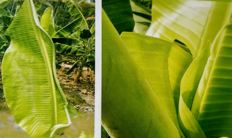 Responsive image